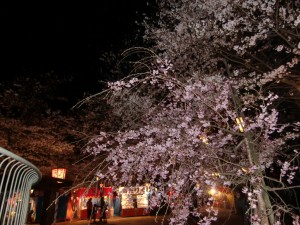 201104打吹夜桜②
